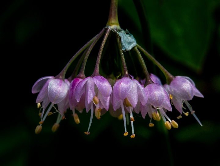 Nodding Onion, Allium cernuum.jpg